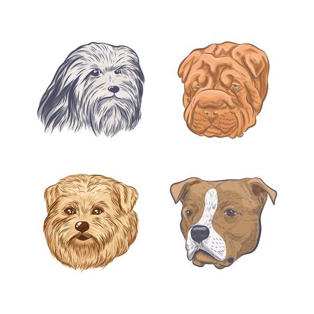 Purebred dog faces isolated on white background.のイラスト素材