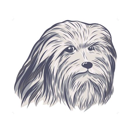 Bearded collie face isolated on white background.のイラスト素材