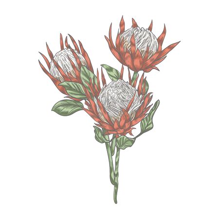 Three protea flowers on the long stems vector illustration. Protea flower vector hand drawn on white background.のイラスト素材