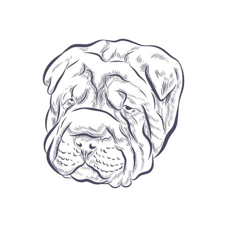 Sharpei wrinkled face on white background.のイラスト素材