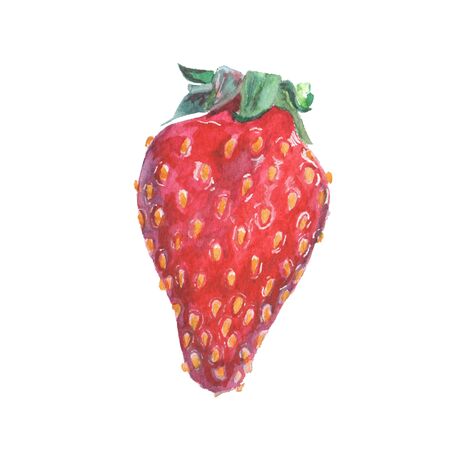 Hand painted watercolor berry illustration.の写真素材