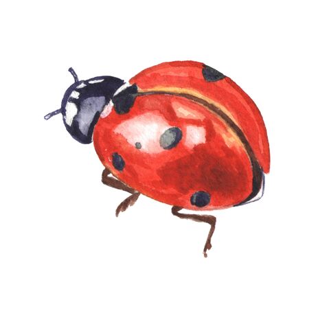 Red spotted ladybug isolated on white background. Hand painted watercolor insect illustration.の写真素材