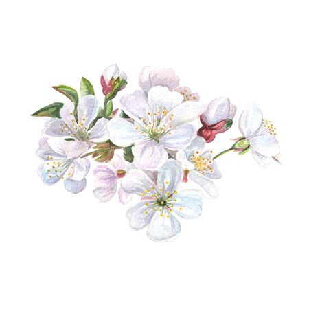 Springtime cherry blossom hand painted watercolor illustration.の写真素材