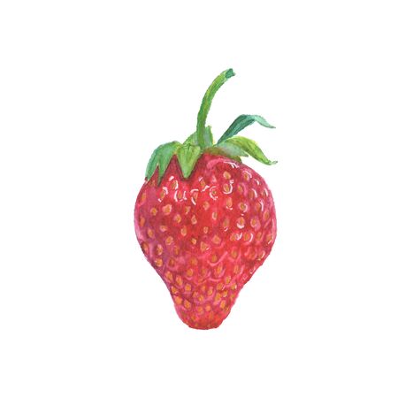 Hand painted watercolor berry illustration.の写真素材