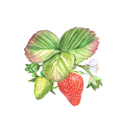 Green and ripe berries with leaves and blossoms hand painted watercolor illustration.の写真素材