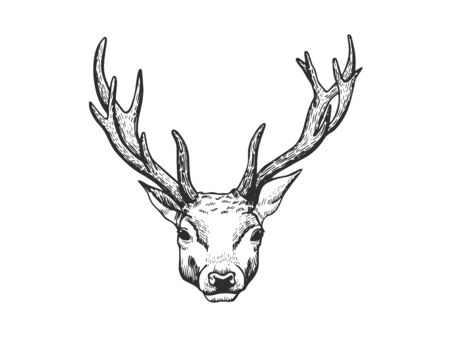 Hand drawn stag face isolated on white background.のイラスト素材