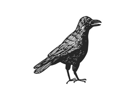 Hand drawn bird vector illustration.のイラスト素材