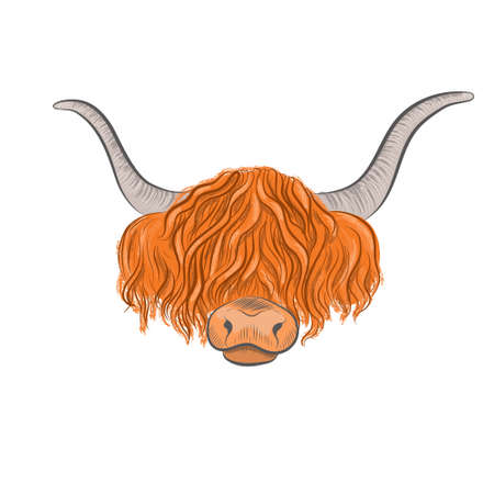 Ginger grunting ox head vector illustration. Longhair yak face isolated on white background.の写真素材