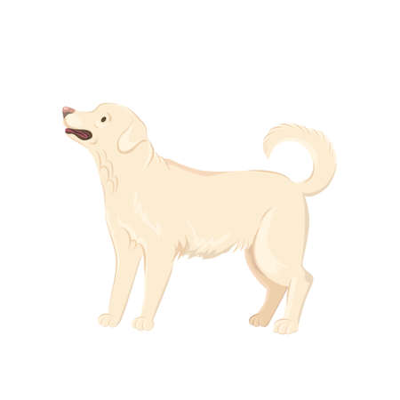 Cute labrador dog isolated on whiteのイラスト素材