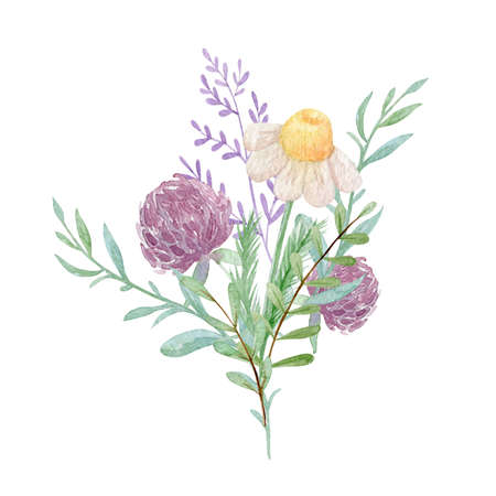 Daisy and clover floral bouquet watercolor illustration. Watercolor botanical composition isolated on white background. Wedding invitation design.の写真素材