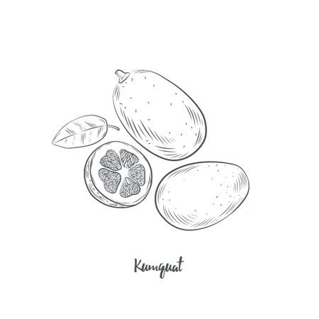 Kumquat fruit sketch vector illustration. Hand drawn kumquat citrus isolated on white background.のイラスト素材