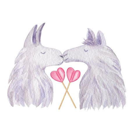 Llama couple in love watercolor illustration. Cute animal couple in love isolated on white background.の写真素材