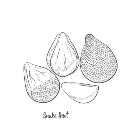 Snake fruit sketch vector illustration. Hand drawn salak fruit sketch isolated on white background.のイラスト素材