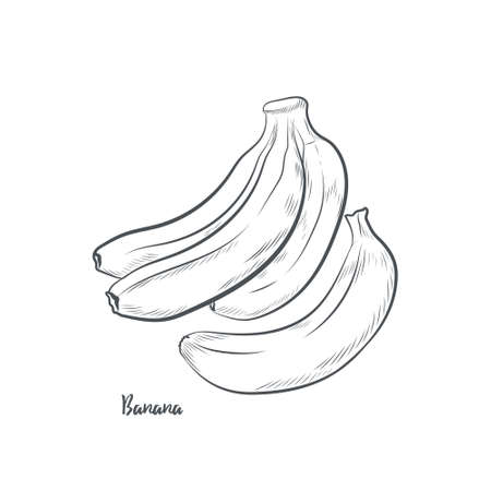 Banana fruit sketch vector illustration. Hand drawn banana sketch isolated on white background.のイラスト素材