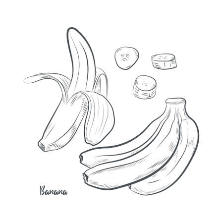 Banana fruit sketch vector illustration. Hand drawn banana sketch isolated on white background.のイラスト素材
