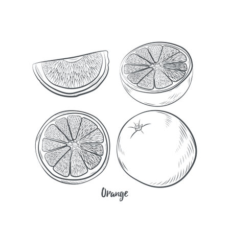 Orange fruit sketch vector illustration. Hand drawn orange sketch isolated on white background.のイラスト素材