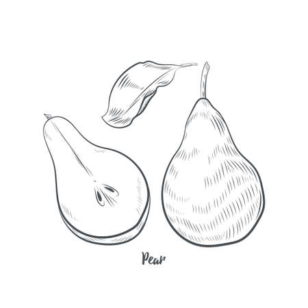Pear fruit sketch vector illustration. Hand drawn pear isolated on white background.のイラスト素材