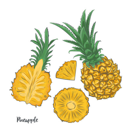 Baby pineapple fruit sketch vector illustration. Hand drawn pineapple isolated on white background.のイラスト素材