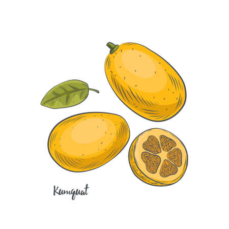 Kumquat fruit sketch vector illustration. Hand drawn kumquat citrus isolated on white background.のイラスト素材