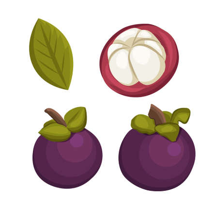Mangosteen fruit sketch vector illustration. Hand drawn mangosteen isolated on white background.のイラスト素材