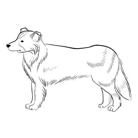 Border Collie dog isolated on white background. Hand drawn dog breed vector sketch.のイラスト素材
