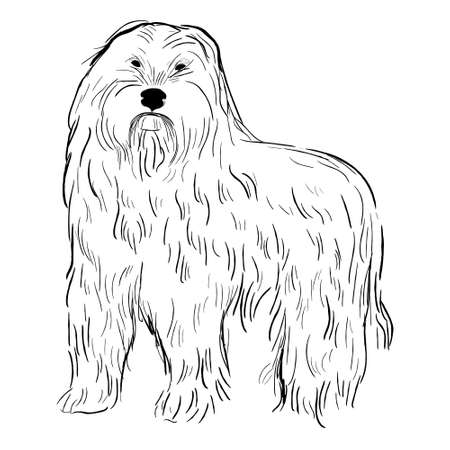 Bearded Collie dog isolated on white background. Hand drawn dog breed vector sketch.のイラスト素材