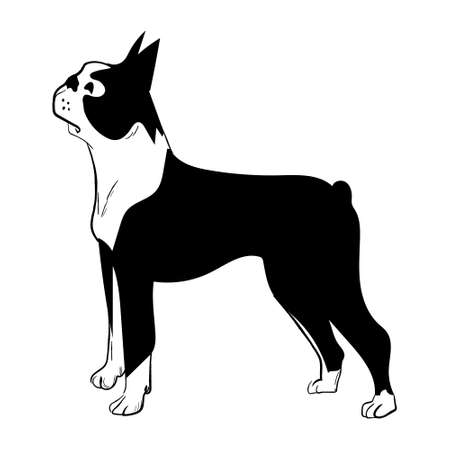 Boston terrier dog isolated on white background. Hand drawn dog breed vector sketch.のイラスト素材