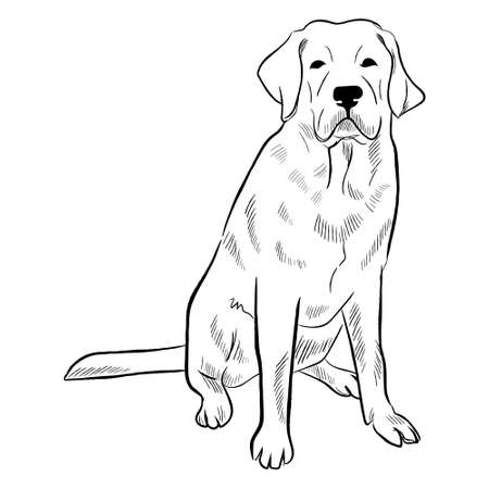 Labrador dog isolated on white background. Hand drawn dog breed vector sketch.のイラスト素材
