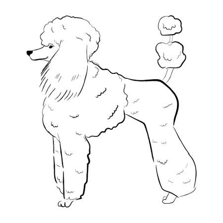 Poodle dog isolated on white background. Hand drawn dog breed vector sketch.のイラスト素材