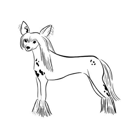 Chinese Crested dog isolated on white background. Hand drawn dog breed vector sketch.のイラスト素材