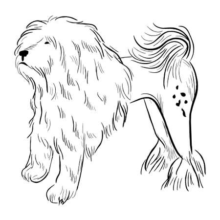 Loewchen dog isolated on white background. Hand drawn dog breed vector sketch.のイラスト素材