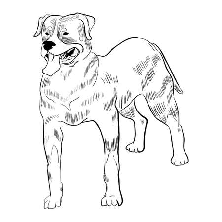 Rottweiler dog isolated on white background. Hand drawn dog breed vector sketch.のイラスト素材