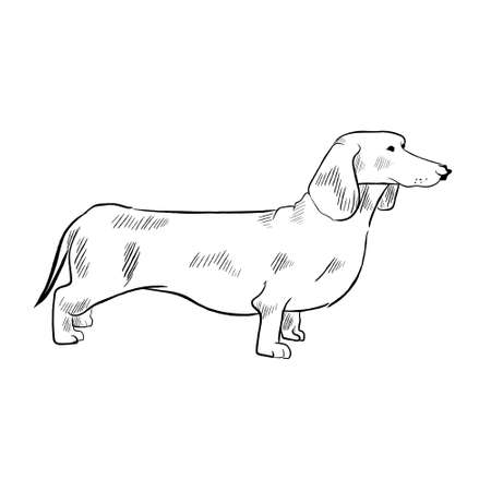 Dachshund dog isolated on white background. Hand drawn dog breed vector sketch.のイラスト素材