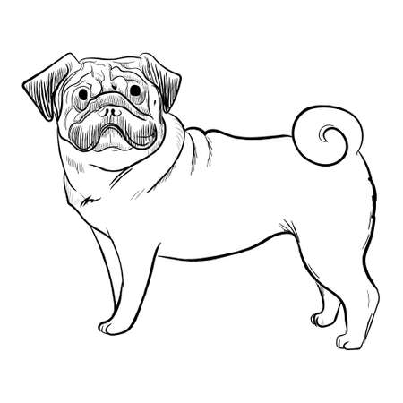 Pug dog isolated on white background. Hand drawn dog breed vector sketch.のイラスト素材