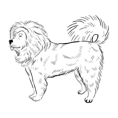 Tibetan Mastiff dog isolated on white background. Hand drawn dog breed vector sketch.のイラスト素材