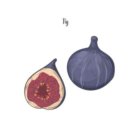 Fig isolated on white background.のイラスト素材