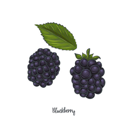 Blackberries isolated on white background.のイラスト素材