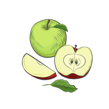 Green apple isolated on white background.のイラスト素材