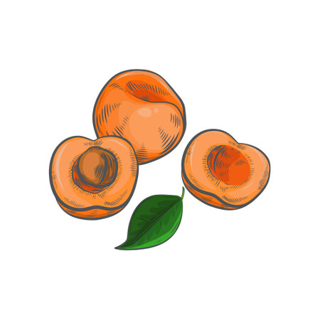 Hand drawn apricot isolated on white background.のイラスト素材