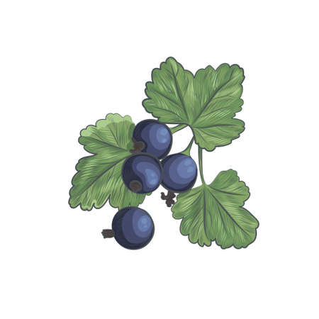 Hand drawn currant isolated on white background.のイラスト素材