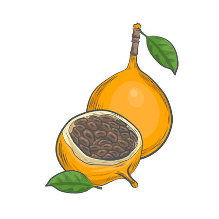Hand drawn passiflora fruit isolated on white background.のイラスト素材