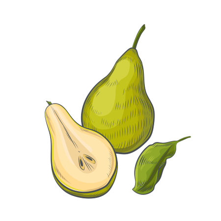 Hand drawn pear isolated on white background.のイラスト素材