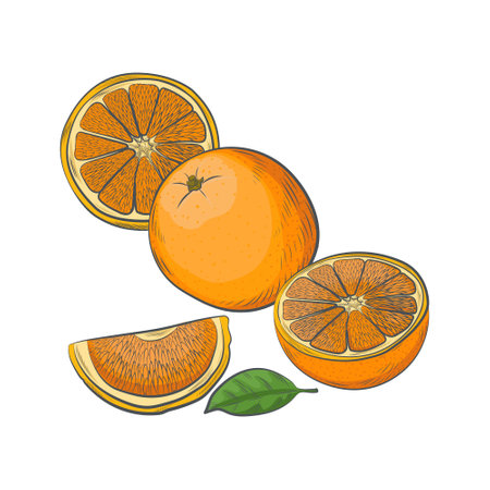 Hand drawn orange sketch isolated on white background.のイラスト素材