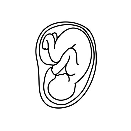 Baby fetus in a womb line art vector.のイラスト素材