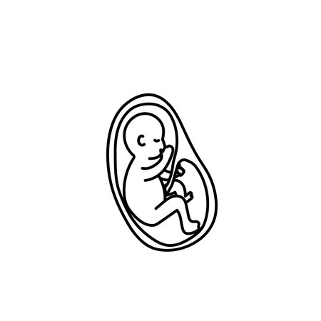 Baby fetus in a womb line art vector.のイラスト素材