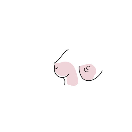 Female breasts vector line art isolated on white background.のイラスト素材