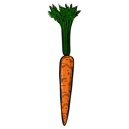 Engraved carrot vegetable isolated on white background.のイラスト素材