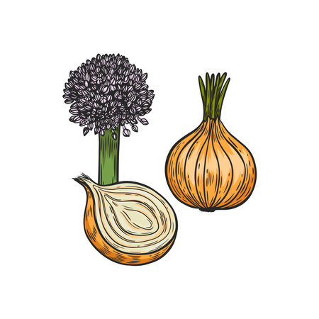Engraved onion vector set isolated on white background.のイラスト素材