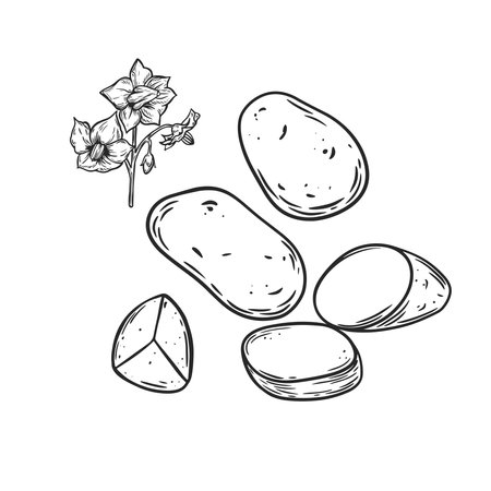 Potato vegetable and flowers botanical line drawing vector illustration.のイラスト素材