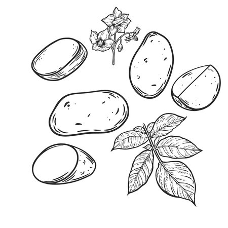 Engraved potato vector collection isolated on white background.のイラスト素材